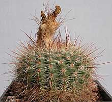 Notocactus brederooianus